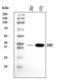 Calponin 3 antibody, A08267-4, Boster Biological Technology, Western Blot image 