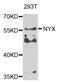 Nyctalopin antibody, PA5-76492, Invitrogen Antibodies, Western Blot image 