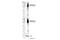 TNF Receptor Superfamily Member 8 antibody, 40804S, Cell Signaling Technology, Western Blot image 