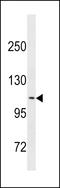 Calsyntenin 2 antibody, LS-C157649, Lifespan Biosciences, Western Blot image 