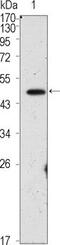 POU Class 5 Homeobox 1 antibody, GTX83020, GeneTex, Western Blot image 