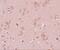 Pleckstrin Homology Domain Containing M3 antibody, NBP2-81770, Novus Biologicals, Immunohistochemistry frozen image 