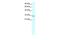 Claudin 17 antibody, GTX77836, GeneTex, Western Blot image 