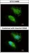 Ubiquitin Conjugating Enzyme E2 K antibody, GTX114469, GeneTex, Immunofluorescence image 