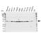 Nucleophosmin 1 antibody, VPA00058, Bio-Rad (formerly AbD Serotec) , Western Blot image 