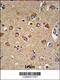 PILR Alpha Associated Neural Protein antibody, 61-827, ProSci, Immunohistochemistry paraffin image 