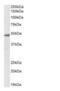 Flotillin 1 antibody, NB100-1043, Novus Biologicals, Western Blot image 