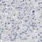 Magnesium Transporter MRS2 antibody, HPA017642, Atlas Antibodies, Immunohistochemistry paraffin image 