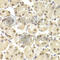 POU Class 2 Homeobox 1 antibody, A1682, ABclonal Technology, Immunohistochemistry paraffin image 