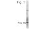 Respiratory Syncytial Virus M2 Protein antibody, PA1-4183, Invitrogen Antibodies, Western Blot image 