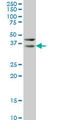 Hes Related Family BHLH Transcription Factor With YRPW Motif Like antibody, LS-C133717, Lifespan Biosciences, Western Blot image 