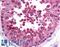 Protein Phosphatase 6 Catalytic Subunit antibody, LS-B624, Lifespan Biosciences, Immunohistochemistry frozen image 