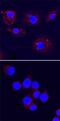 Autophagy Related 3 antibody, AF5450, R&D Systems, Immunofluorescence image 