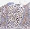 Alpha-N-Acetylgalactosaminidase antibody, NBP1-84318, Novus Biologicals, Immunohistochemistry frozen image 