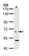 Elongator Acetyltransferase Complex Subunit 3 antibody, GTX111492, GeneTex, Western Blot image 