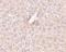 Metalloreductase STEAP3 antibody, NBP1-76824, Novus Biologicals, Immunohistochemistry frozen image 