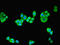 Neuregulin 2 antibody, LS-C376233, Lifespan Biosciences, Immunofluorescence image 
