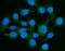 Cadherin 17 antibody, A06389-1, Boster Biological Technology, Immunofluorescence image 