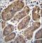 Transmembrane Protein 181 antibody, LS-C161934, Lifespan Biosciences, Immunohistochemistry paraffin image 