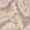 Dynein Axonemal Assembly Factor 5 antibody, FNab03814, FineTest, Immunohistochemistry frozen image 