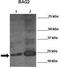RUNX Family Transcription Factor 2 antibody, TA343456, Origene, Western Blot image 