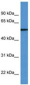 Tubulin Beta 6 Class V antibody, TA342935, Origene, Western Blot image 