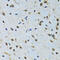 Insulin Like Growth Factor 1 antibody, 13-137, ProSci, Immunohistochemistry frozen image 