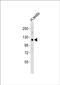 HECT And RLD Domain Containing E3 Ubiquitin Protein Ligase 4 antibody, PA5-49442, Invitrogen Antibodies, Western Blot image 