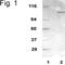 Glutamate Ionotropic Receptor AMPA Type Subunit 1 antibody, PA1-4516, Invitrogen Antibodies, Western Blot image 