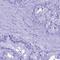 Lipase F, Gastric Type antibody, HPA045930, Atlas Antibodies, Immunohistochemistry paraffin image 