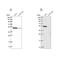 Ferredoxin Reductase antibody, NBP2-38530, Novus Biologicals, Western Blot image 