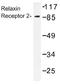 Relaxin Family Peptide Receptor 2 antibody, AP01337PU-N, Origene, Western Blot image 