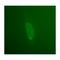 Emerin antibody, IQ323, Immuquest, Immunofluorescence image 