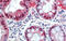 Scm Polycomb Group Protein Like 1 antibody, 25-287, ProSci, Immunohistochemistry frozen image 