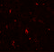 Glutamate Receptor Interacting Protein 1 antibody, 7229, ProSci, Immunofluorescence image 