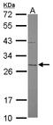 Mitochondrial Translational Initiation Factor 3 antibody, LS-C155605, Lifespan Biosciences, Western Blot image 