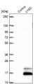 Lymphocyte antigen 6D antibody, NBP2-49416, Novus Biologicals, Western Blot image 