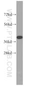 NFKBIA antibody, 51066-1-AP, Proteintech Group, Western Blot image 