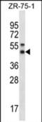 Syntaxin 5 antibody, PA5-71665, Invitrogen Antibodies, Western Blot image 