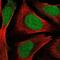 Zinc Finger Protein 580 antibody, NBP2-47565, Novus Biologicals, Immunofluorescence image 