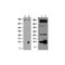 TSC22 domain family protein 3 antibody, TA320507, Origene, Western Blot image 