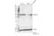 Cyclin A2 antibody, 91500S, Cell Signaling Technology, Western Blot image 