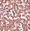 Cytochrome P450 Family 2 Subfamily D Member 6 antibody, LS-C167225, Lifespan Biosciences, Immunohistochemistry paraffin image 