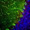 Parvalbumin antibody, NBP2-50036, Novus Biologicals, Immunofluorescence image 