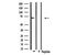 Involucrin antibody, GTX03271, GeneTex, Western Blot image 