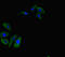 RBP-JK antibody, LS-C679300, Lifespan Biosciences, Immunofluorescence image 