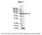 WW Domain Binding Protein 11 antibody, A09396, Boster Biological Technology, Western Blot image 