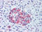 Wnt Family Member 10A antibody, TA317685, Origene, Immunohistochemistry paraffin image 