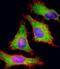 Post-GPI Attachment To Proteins 1 antibody, M08640, Boster Biological Technology, Immunofluorescence image 