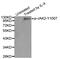 Janus Kinase 2 antibody, MBS128333, MyBioSource, Western Blot image 